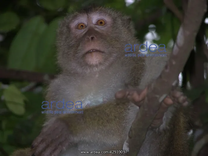 : Crab-eating / Long-tailed MACAQUE - in tree : Crab-eating / Long-tailed MACAQUE - in tree