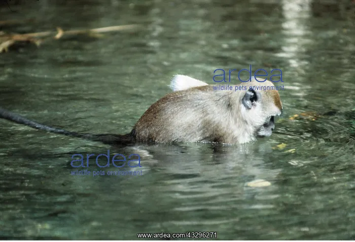  : Crab-eating  /  Long-tailed Macaque - Washing food
