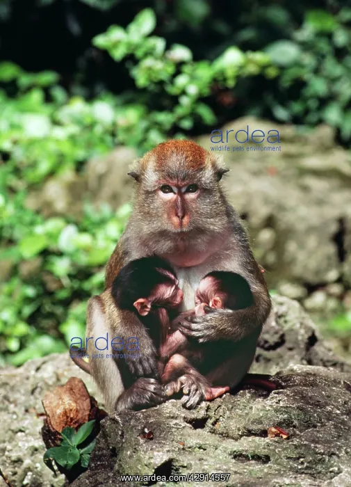 : Crab-eating / Long-tailed MACAQUE - with two young : Crab-eating / Long-tailed MACAQUE - with two young