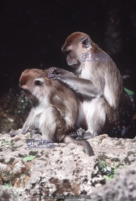 : Crab-eating / Long-tailed MACAQUES - grooming : Crab-eating / Long-tailed MACAQUES - grooming