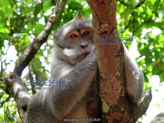 : Crab-eating Macaque : Crab-eating Macaque