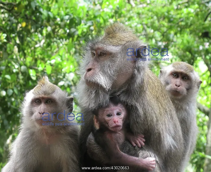  : Crab-eating Macaque adult with young