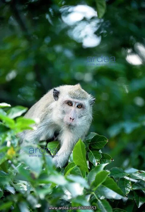 : Crab-eating macaque Long-tailed macaque : Crab-eating macaque Long-tailed macaque