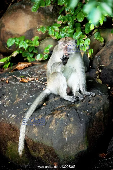 : Crab-eating macaque Long-tailed macaque : Crab-eating macaque Long-tailed macaque