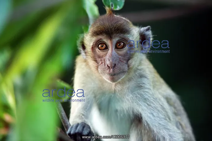: Crab-eating macaque Long-tailed macaque : Crab-eating macaque Long-tailed macaque