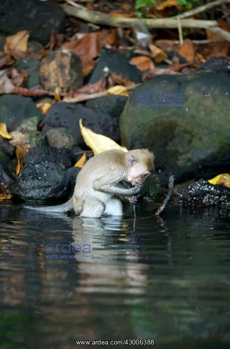 : Crab-eating macaque Long-tailed macaque : Crab-eating macaque Long-tailed macaque