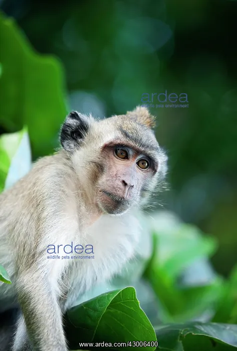 : Crab-eating macaque Long-tailed macaque : Crab-eating macaque Long-tailed macaque