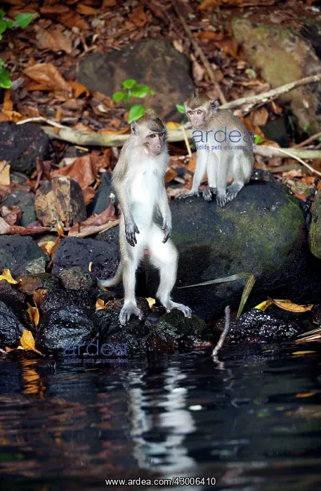 : Crab-eating macaque Long-tailed macaque : Crab-eating macaque Long-tailed macaque