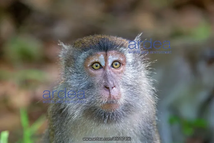 : Crab-eating Macaque / Long-tailed Macaque : Crab-eating Macaque / Long-tailed Macaque