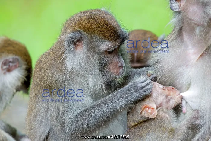 : Crab-eating Macaque / Long-tailed Macaque : Crab-eating Macaque / Long-tailed Macaque