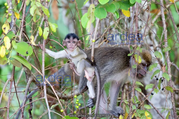 : Crab-eating Macaque / Long-tailed Macaque adult and young : Crab-eating Macaque / Long-tailed Macaque adult and young