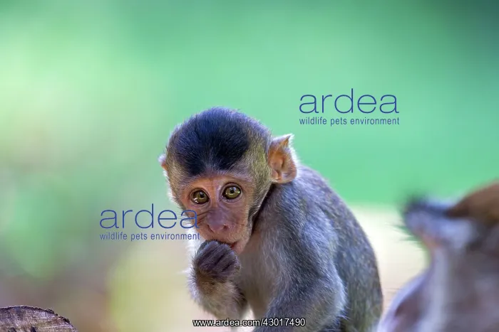 : Crab-eating Macaque / Long-tailed Macaque baby : Crab-eating Macaque / Long-tailed Macaque baby