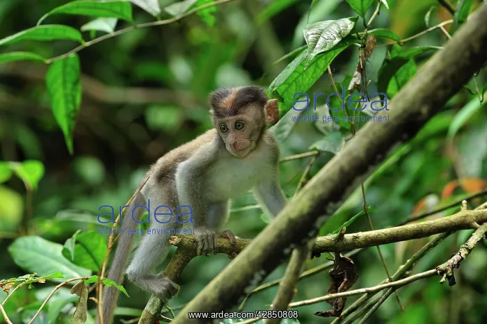 : Crab-eating Macaque / Long-tailed Macaque - juvenile : Crab-eating Macaque / Long-tailed Macaque - juvenile