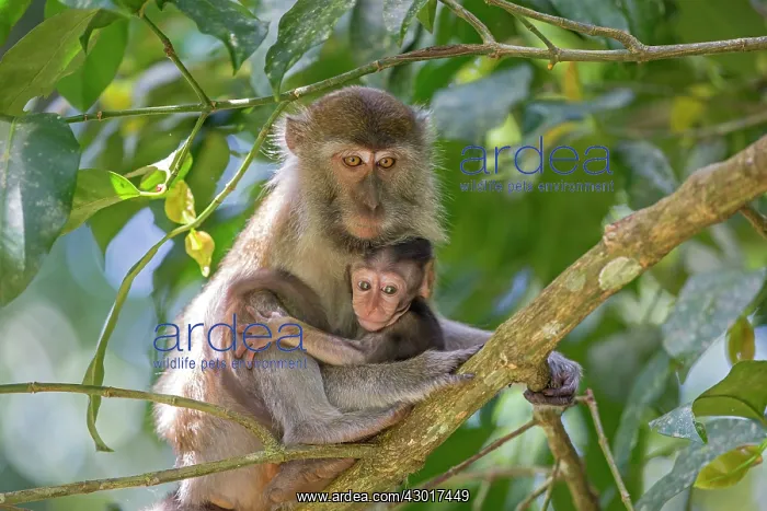 : Crab-eating Macaque / Long-tailed Macaque mother and baby : Crab-eating Macaque / Long-tailed Macaque mother and baby