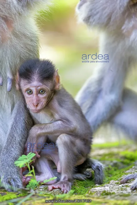 : Crab-eating Macaque / Long-tailed Macaque mother and baby : Crab-eating Macaque / Long-tailed Macaque mother and baby