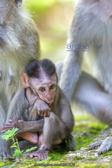 : Crab-eating Macaque / Long-tailed Macaque mother and baby : Crab-eating Macaque / Long-tailed Macaque mother and baby