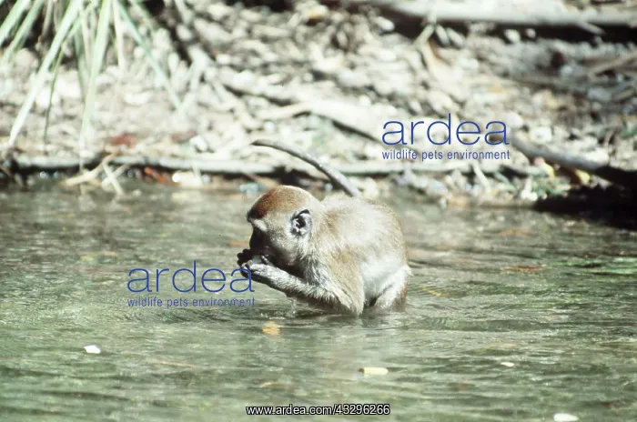 : CRAB-EATING MACAQUE - Washes food before eating : CRAB-EATING MACAQUE - Washes food before eating