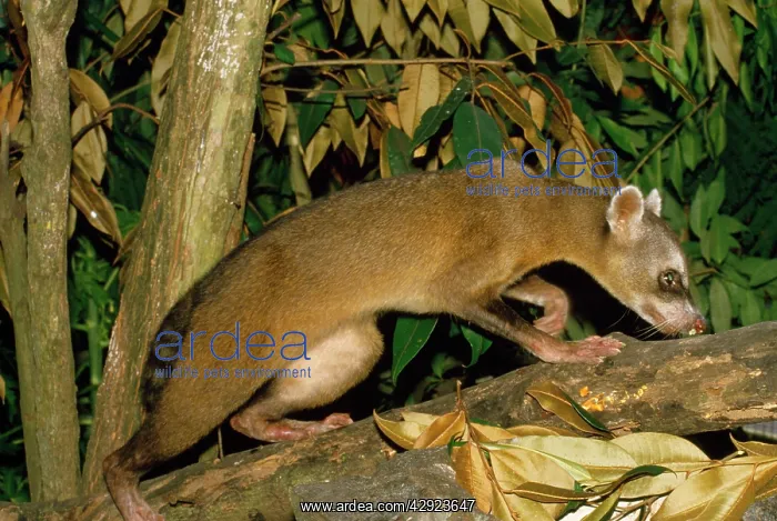 : Crab-eating Raccoon : Crab-eating Raccoon