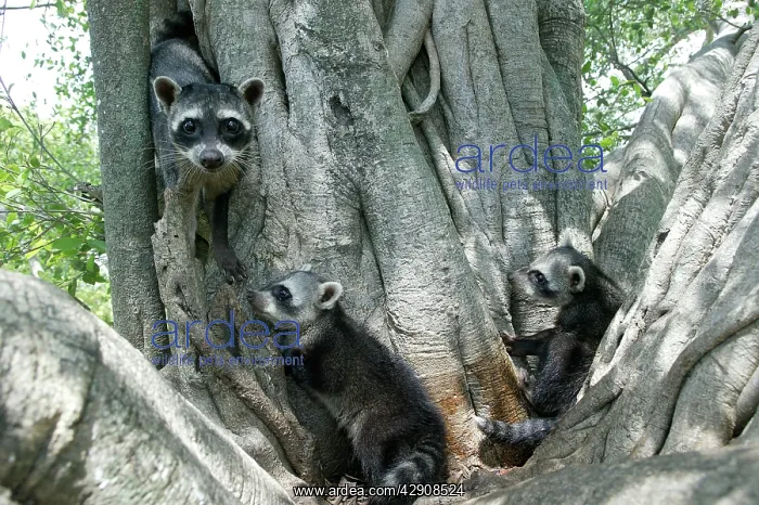 : Crab-eating RACCOONS / mapache / osito lavador : Crab-eating RACCOONS / mapache / osito lavador