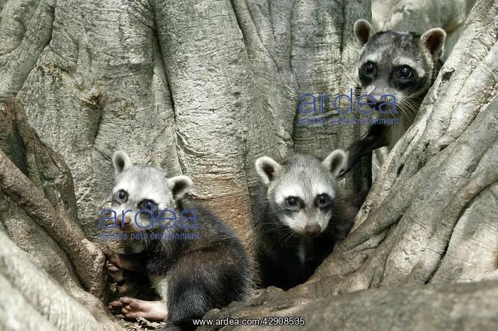 : Crab-eating RACCOONS / mapache / osito lavador : Crab-eating RACCOONS / mapache / osito lavador