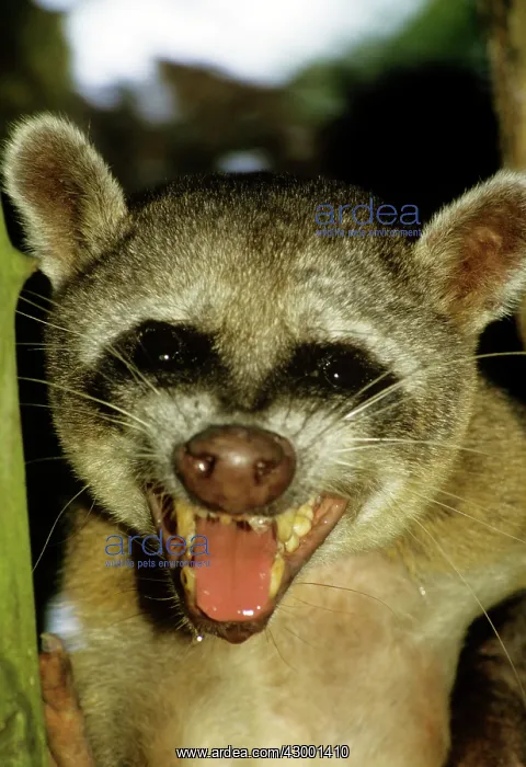  : Crab-eating Racoon