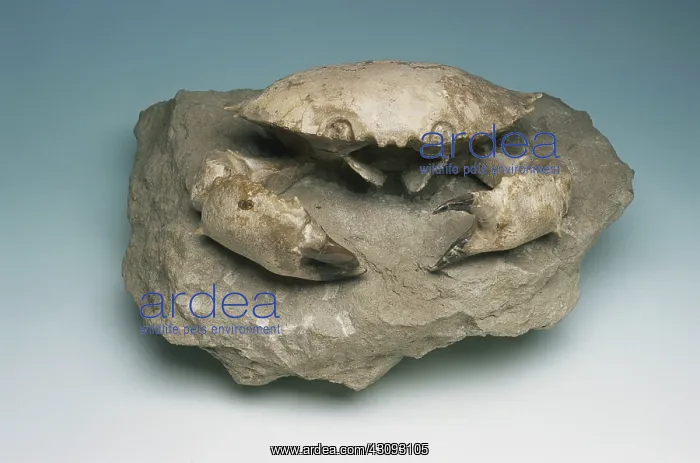 : Crab Fossil : Crab Fossil