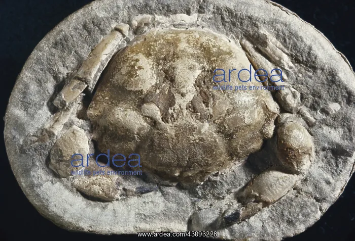 : Crab Fossil : Crab Fossil