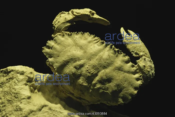 : Crab Fossil : Crab Fossil