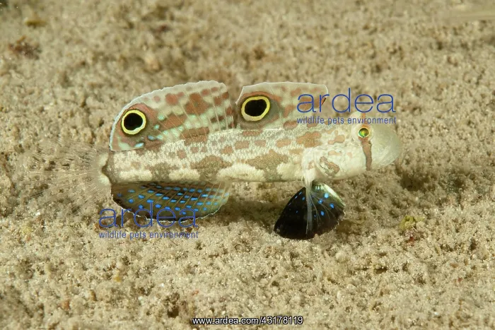 : Crab goby (Signigobius biocellatus), West Pacific : Crab goby (Signigobius biocellatus), West Pacific