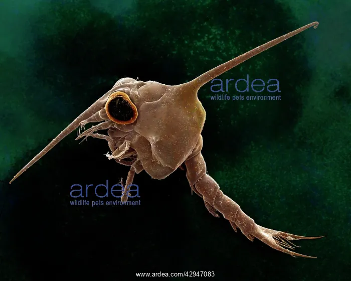 : Crab larvae : Crab larvae