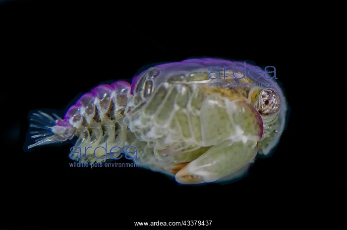 : Crab megalopa : Crab megalopa