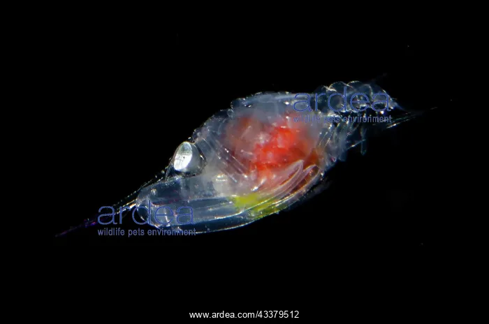 : Crab megalopa larvae : Crab megalopa larvae