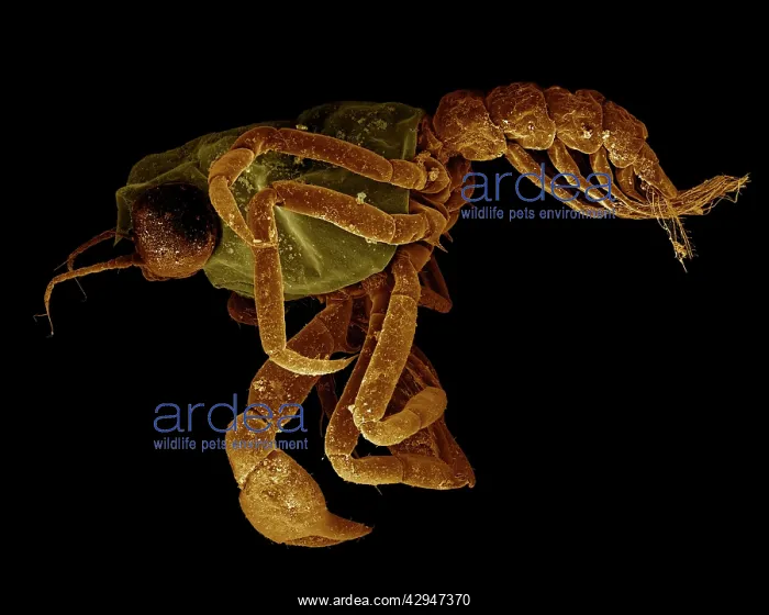 : Crab megalops : Crab megalops