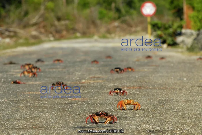: Crab migration at Gir&, xf3;n Beach, Bay of Pigs : Crab migration at Gir&, xf3;n Beach, Bay of Pigs