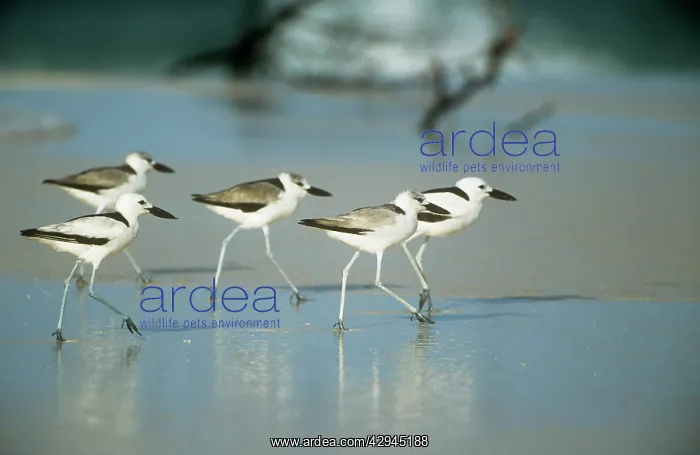 : Crab PLOVER - flock on beach : Crab PLOVER - flock on beach