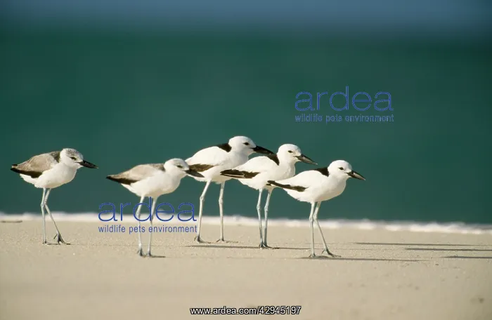  : Crab PLOVER - flock on beach