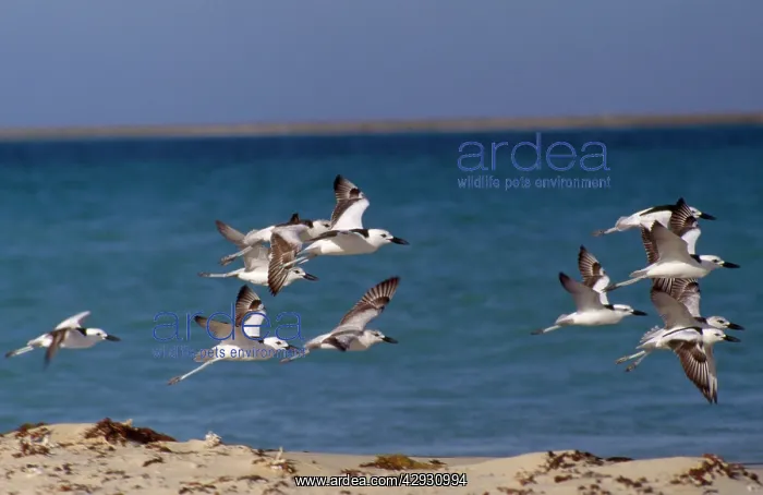 : Crab Plover - group in flight : Crab Plover - group in flight