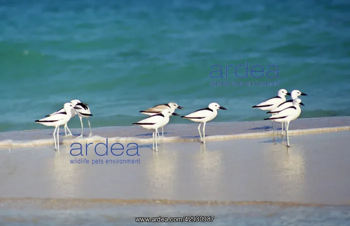  : CRAB PLOVERS ON WATERS EDGE