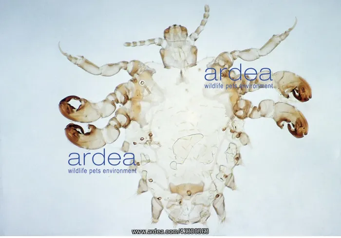 : Crab / Pubiclouse : Crab / Pubiclouse