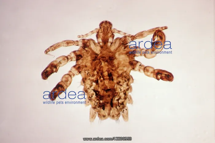 : Crab / Pubiclouse (X10) : Crab / Pubiclouse (X10)