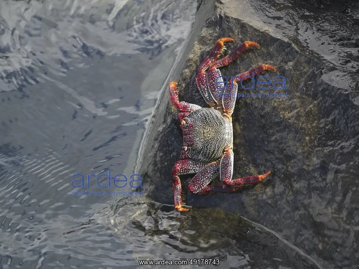 : Crab with red legs and claws, red rock crab (Grapsus adscensionis) : Crab with red legs and claws, red rock crab (Grapsus adscensionis)