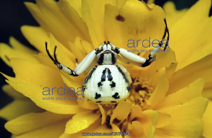 : Crab Spider, 1 of 2 : Crab Spider, 1 of 2