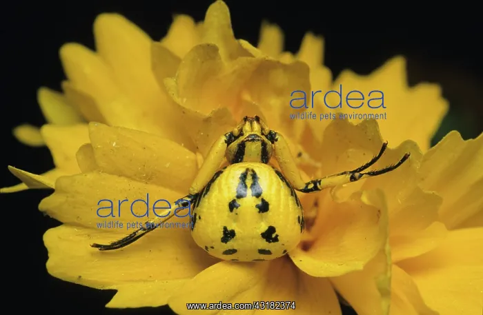 : Crab Spider, 2 of 2 : Crab Spider, 2 of 2