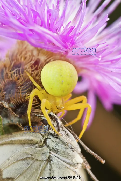 : Crab Spider : Crab Spider