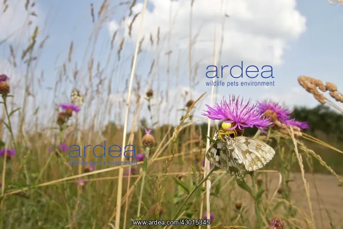 : Crab Spider : Crab Spider