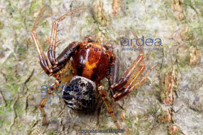: Crab Spider : Crab Spider