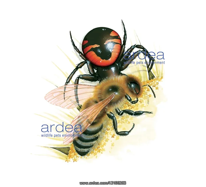 : Crab Spider : Crab Spider