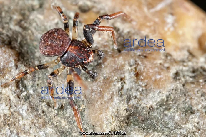 : Crab Spider : Crab Spider