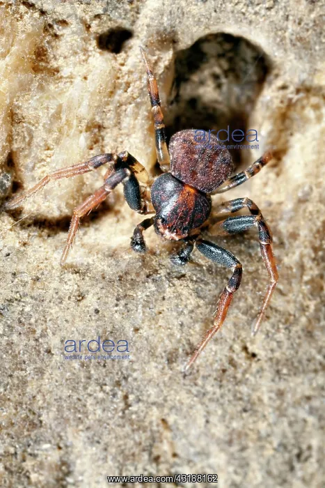  : Crab Spider