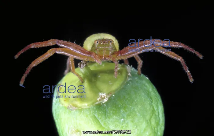 : Crab spider : Crab spider